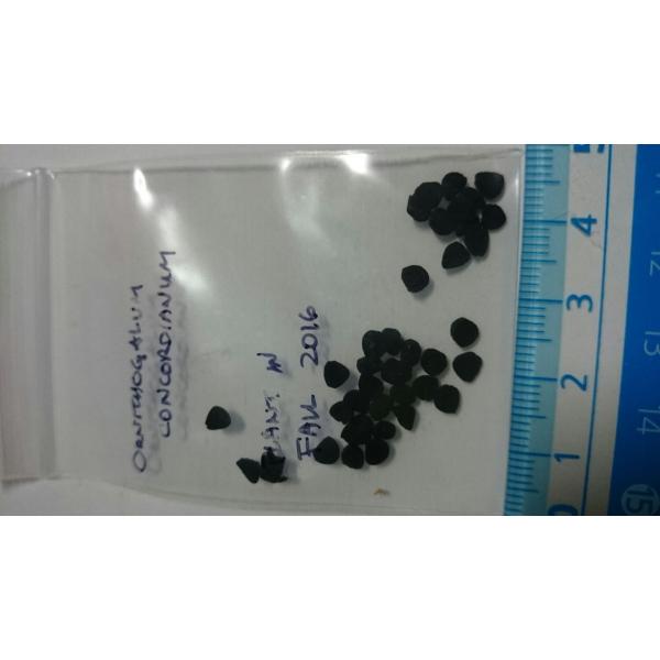 オルニソガルム コンコルディアナム アルブカ コンコルディアナ の種子 Buyee Buyee Japanese Proxy Service Buy From Japan Bot Online