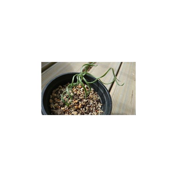 オルニソガルム コンコルディアナム アルブカ コンコルディアナ の種子 Buyee Buyee Japanese Proxy Service Buy From Japan Bot Online