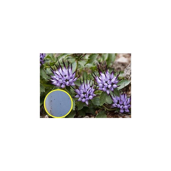 悪魔の爪 フィソプレクス コモサ Physoplexis Comosa の種子 Buyee Buyee 日本の通販商品 オークションの代理入札 代理購入