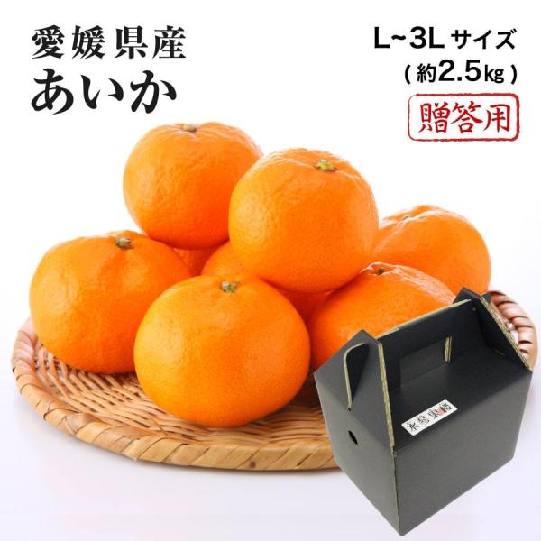 2025  Ε Mtg M`2LTCY 2.5kg g܂ǂȂƓi QY t[c v[g ݂ ~J 12{菇 