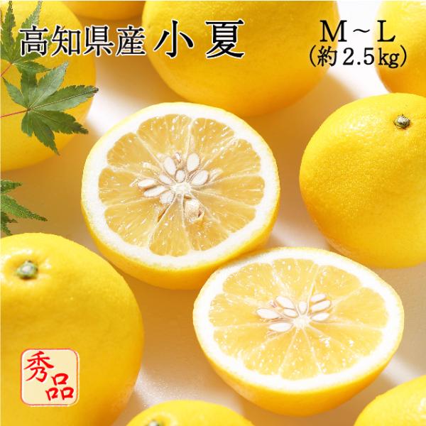 夏ミカン　ご確認用 4月中旬ごろより順次発送) 高知県産 小夏 2L〜3Lサイズ 約2.5kg