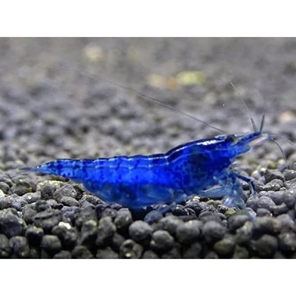 suirakuen-osakana_m00023