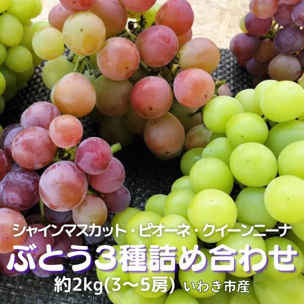ぶどう3種詰め合わせ 約2kg 3〜5房 シャインマスカット ピオーネ 