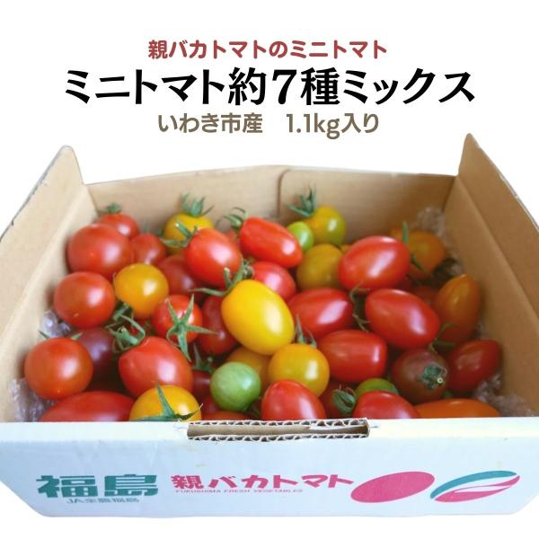 親バカトマトのミニトマト約７種ミックス 1.2kg いわき市産 :mini-1k03:親バカトマト 助川農園Yahoo!店 - 通販 -  