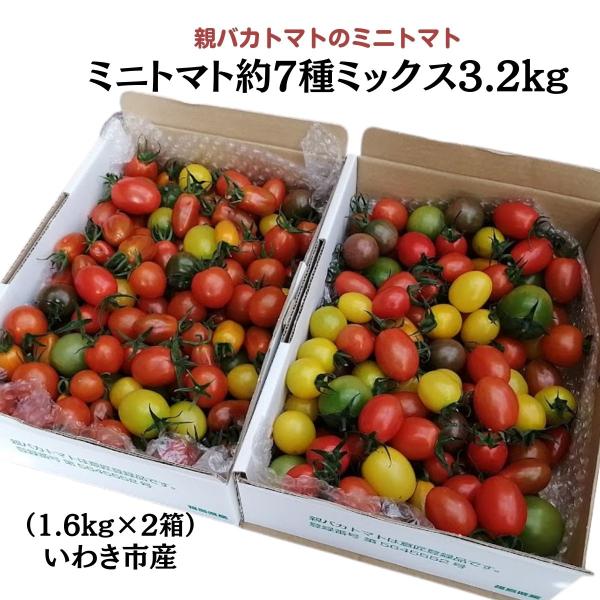 親バカトマトのミニトマト約７種ミックス 3.6kg いわき市産 :mini ...