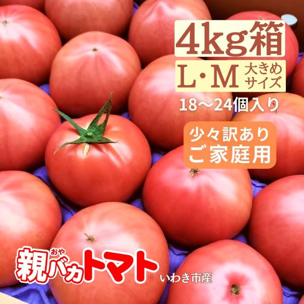 [Release date: January 4, 2024]キズや割れなどが少しありますが、美味しさはA品のトマトと変わらないご家庭用B品のトマトです!原産地　　福島県いわき市品　種　　ごほうび等　級　　B品（少々キズ有りご家庭用）サイズ...