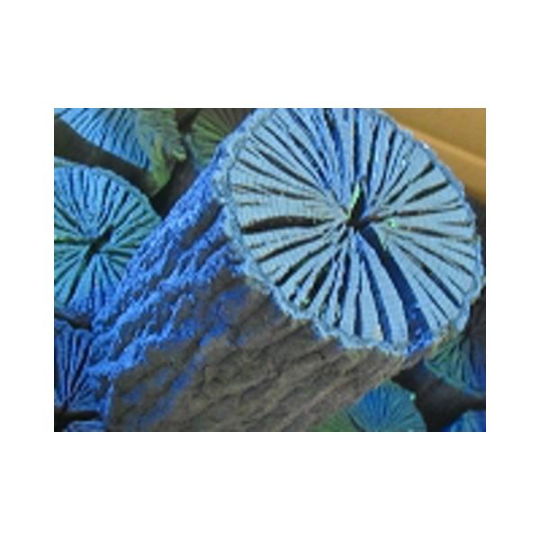 NkMAp@ؒY@a15cm@10cmO@10kgA1@Yɗ\NkMCeAAALȀƂĂϏiYłB