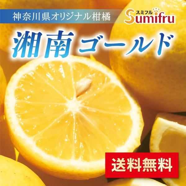 湘南ゴールド 2 3kg 厳選 国産果実 果物 フルーツ 人気 送料無料 スミフル 3月下旬より順次発送 Buyee Buyee Japanese Proxy Service Buy From Japan Bot Online