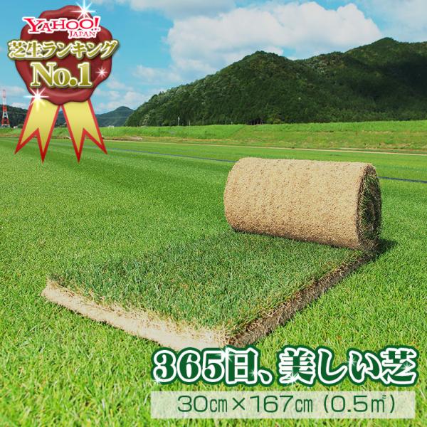 三種混合ロール巻芝は、常緑芝を日本で楽しむために開発された天然西洋芝。西洋芝の中でも、暑さ・寒さ、乾燥に強い特殊な品種を配合した、比較的管理がしやすい芝です。非常に鮮やかな芝ですのでお庭の雰囲気が明るくなります。また、日本芝に比べて柔らかい...