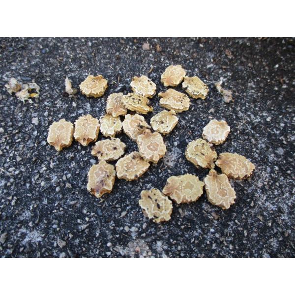 お客さんへの粗品用で店で育ててますが、今年もいっぱい実が生り過ぎて食べきれず種が出来てしまいました＾＾；写真の通り乾燥済みなので、春頃（4月中旬〜）に植えてください。最初水につける等の処理をしなくても、直接土に植えると1ヶ月ぐらいで写真2枚...