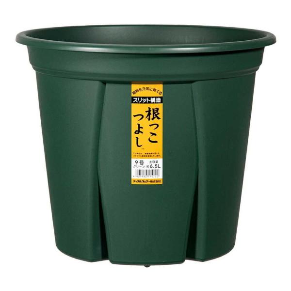 れおんの根っこ アップルウェアー 根っこつよし 9号 グリーン : サンドラッグe-shop