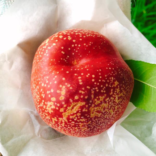 ハネージュB品 1kg