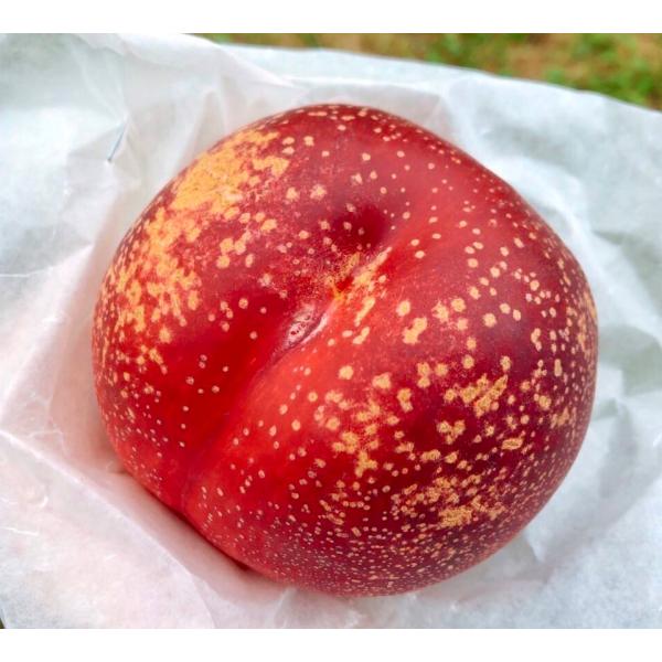 ハネージュA品 1kg