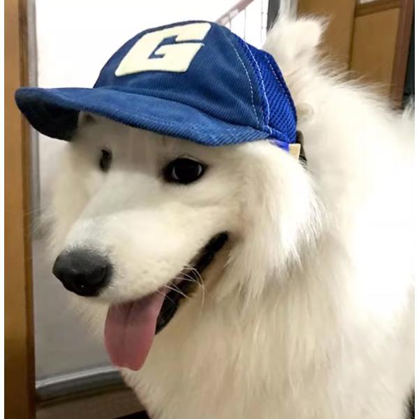 ペット 帽子 犬 愛犬 小型 中型 大型 夏 黒毛 茶毛 ゴールデンレトリーバー 柴犬 熱中症 対策 散歩 公園 イベント おしゃれ キャップ 暑さ対策 送料無料