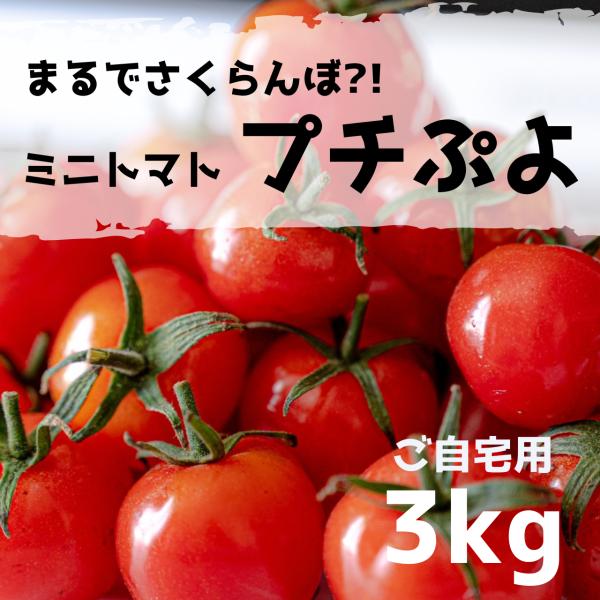 ミニトマト　MIX９(３ｋｇ×３) 夏ギフト】北海道のオーガニック完熟ミニトマトMIX 3kg入