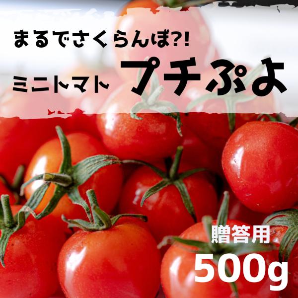 プチぷよトマト 約500g 贈答用 ギフト用 トマト ぷちぷよ