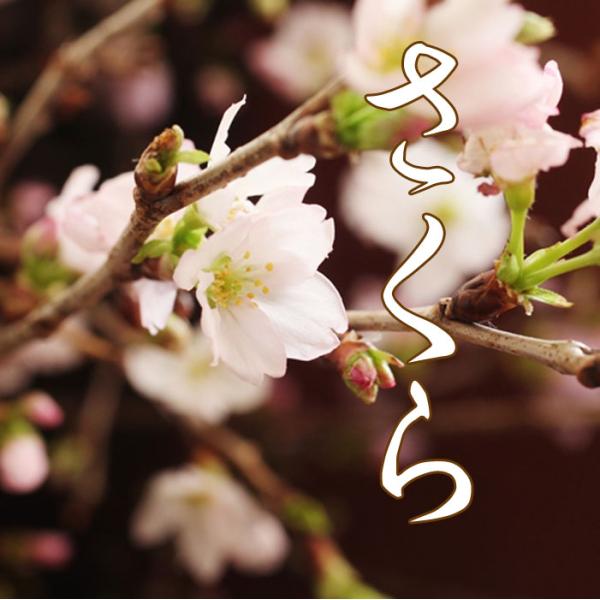 花 誕生日プレゼント 花束 桜 さくら 花束 サクラ 送料無料 Sakura 花 誕生日プレゼント サンモクスイ 通販 Yahoo ショッピング