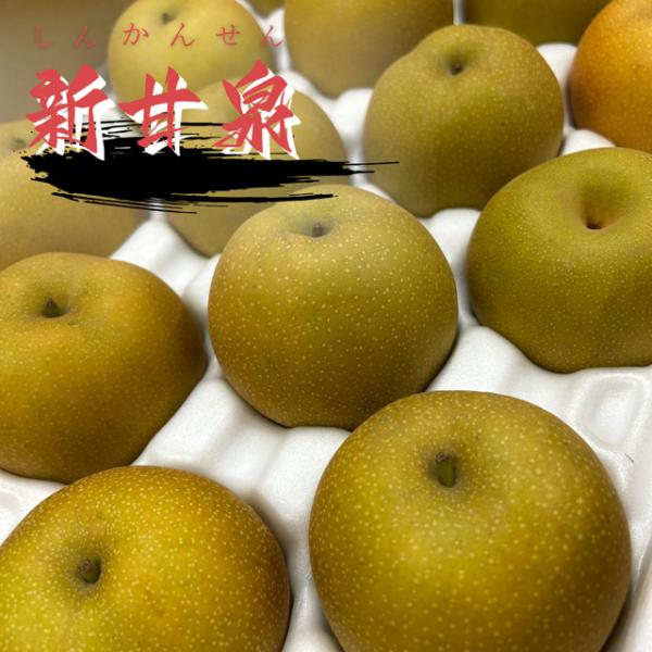 【訳ありご自宅用】新甘泉梨 約5kg〇10〜20玉入 鳥取県産 梨 しんかんせん なし フルーツ 果物 お取り寄せ サニーフルーツ岡山 送料無料