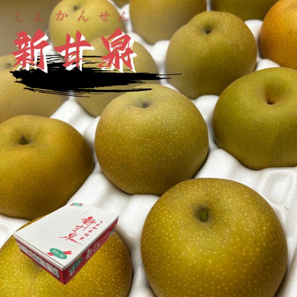 新甘泉梨 約5kg  赤秀  約18玉入り  鳥取県産   梨  しんかんせん なし フルーツ ギフト 果物 お取り寄せ サニーフルーツ岡山 送料無料