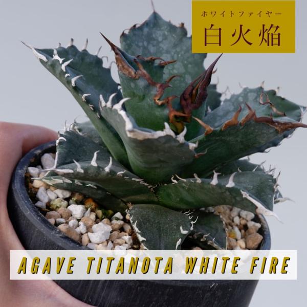 sunnybranch_ag-white-011