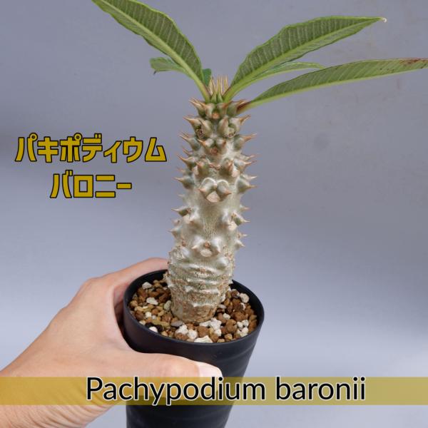 パキポディウム バロニー実生株027 Pachypodium baronii 観葉植物 塊根