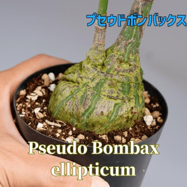プセウドボンバックス　極太切り株タイプ　Pseudobombax 塊根植物 プセウドボンバックス 極太切り株タイプ Pseudobombax 塊根植物