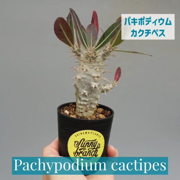 パキポディウム カクチペス 実生株 014 Pachypodium cactipes 観葉植物