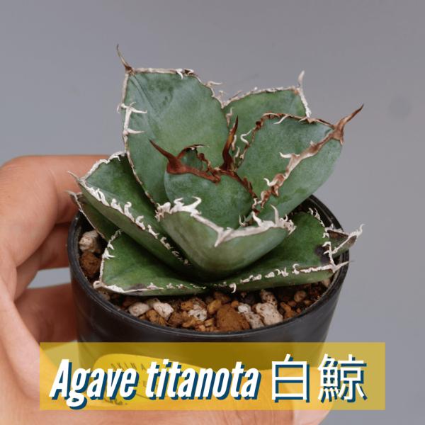 アガベ チタノタ 白鯨 177 Agave titanota white whale 観葉植物