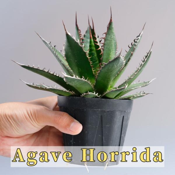 アガべ ホリダ037 強棘 Agave horrida 塊根植物 観葉植物 多肉植物