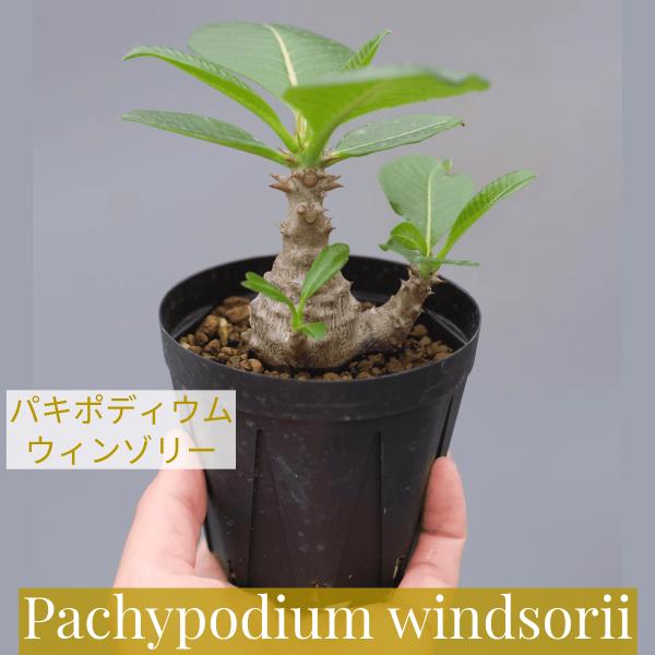 パキポディウム・ウインゾリー実生② Pachypodium Windsorii fit=scale-down,w=1200