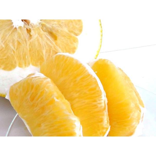 安政柑 あんせいかん 約7kg 送料無料 訳あり Buyee Buyee Japanese Proxy Service Buy From Japan Bot Online