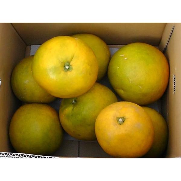 安政柑 あんせいかん 約7kg 送料無料 訳あり Buyee Buyee Japanese Proxy Service Buy From Japan Bot Online