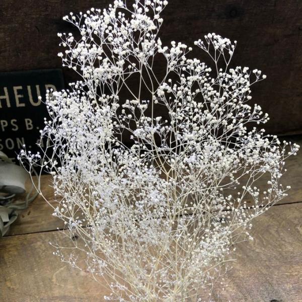 かすみ草 ホワイト ドライフラワー 10g 花材 ハンドメイド カスミソウ