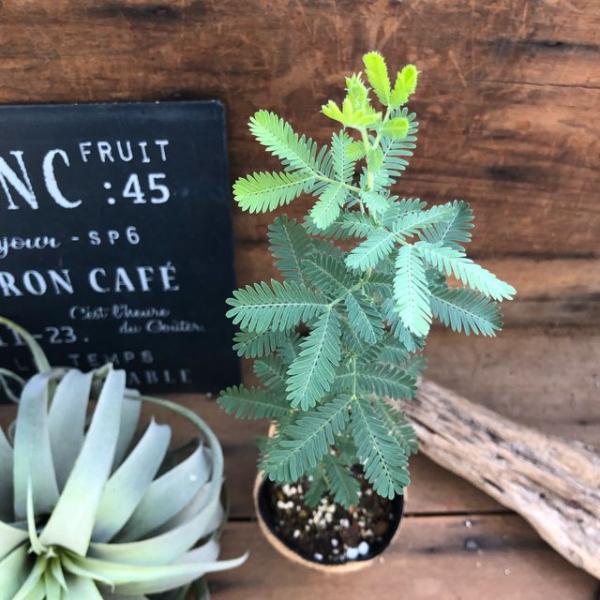 ミモザの苗 ドライフラワー人気 観葉植物 地植え Buyee Buyee 일본 통신 판매 상품 옥션의 대리 입찰 대리 구매 서비스