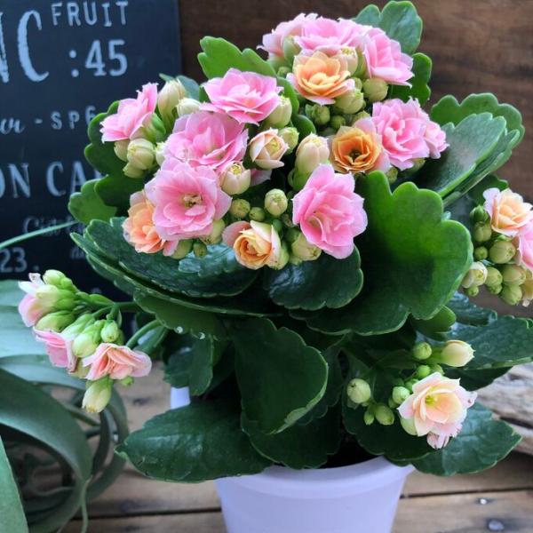 ユニーク豪華な多肉植物のカランコエ クィーンローズです。可愛いピンクのバラ咲きで豪華です。ゆっくりと満開になっていく美しい豪華な多肉植物。可愛い花いろと表情はまるでおしゃれなセレブのようです。色合いや花の形が特徴的で色んな形の花が楽しめます...