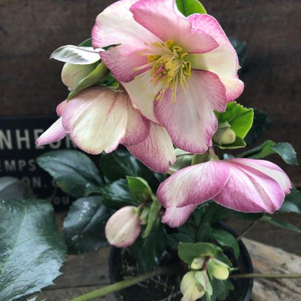 ご覧頂きありがとうございます。クリスマスローズ 『氷の薔薇　ピコティ』ほとんど流通のない希少なクリスマスローズです。縁取りが美しいピコティタイプは特に人気の高い品種です。肉厚でしっかりとした花弁、花持ちの良さ、そして冬の庭でもひときわ目を引...