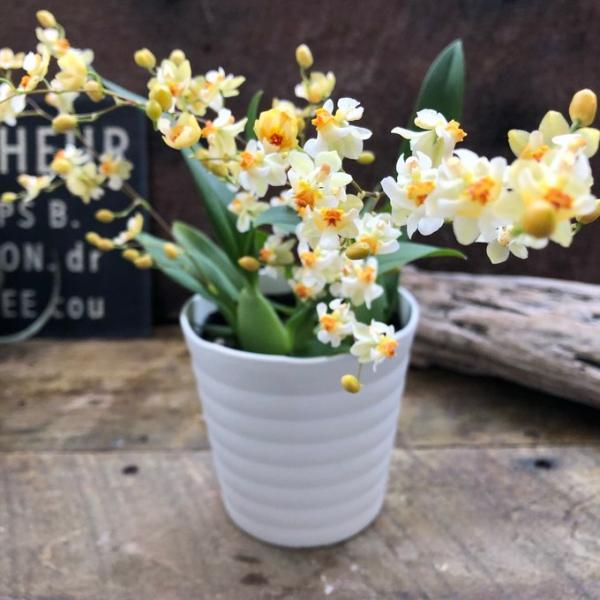 ご覧頂きありがとうございます。可愛いトゥインクル フレグランスファンタジーです。その名の通り、バニラの香りを芳香します。花色は白黄ミックスです。根元もとても変わっていて魅力的です。オンシジウムの仲間でとても水やりも少なく育てやすく毎年大きく...