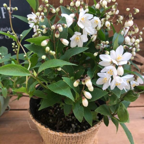 姫うつぎ 毎年咲きます 白い花 ガーデニング Buyee Servicio De Proxy Japones Buyee Compra En Japon