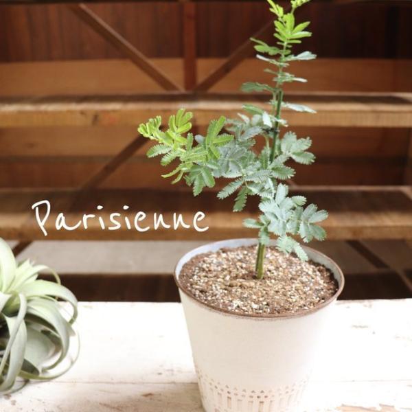 アカシア の 苗の価格と最安値 おすすめ通販を激安で