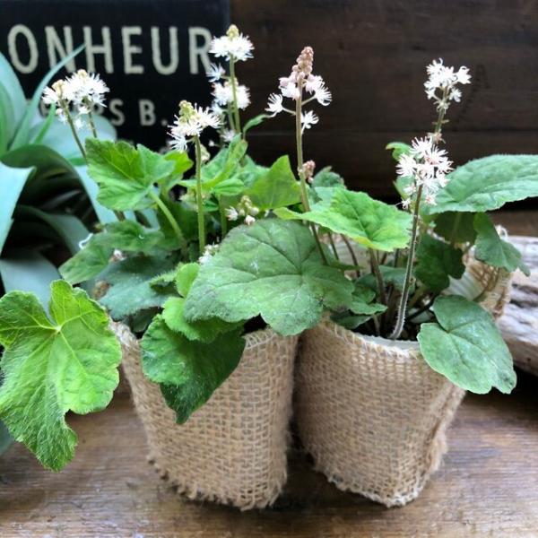 日陰で育つ シェードガーデン ティアレア シルベラード H 427 サニーヤフーショッピング店 通販 Yahoo ショッピング