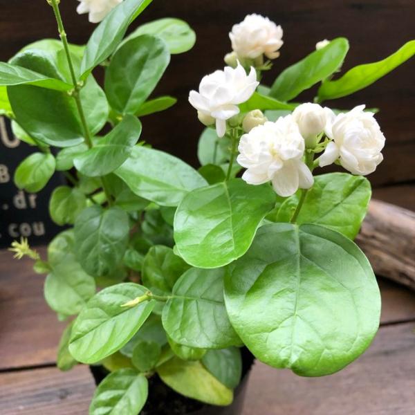 八重ジャスミン 茉莉花 ガーデニング 八重咲き