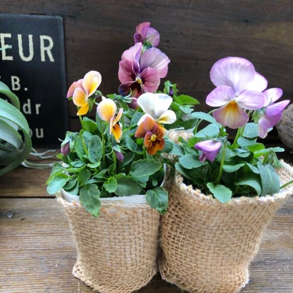 ご覧頂きありがとうございます。アンティークカラービオラの3個セットの『アンティーク』です。寒さに強いパンジーやビオラは、花の少なくなる晩秋から春を華やかに彩ってくれるかわいい花です。寒冷地では冬の間は雪に埋もれてしまったり、霜や寒風にあって...