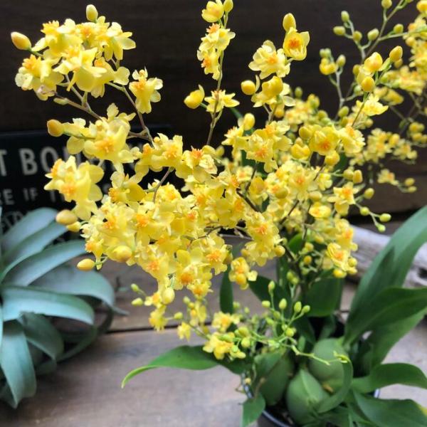 ご覧頂きありがとうございます。入荷後即完売する大人気商品です。可愛いトゥインクル フレグランスファンタジーです。その名の通り、バニラの香りを芳香します。花色はイエロー系です。根元もとても変わっていて魅力的です。オンシジウムの仲間でとても水や...