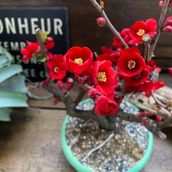 ご覧頂きありがとうございます。ツボミをいっぱいつけた可愛い木。放春花のボケの『黒潮』です。ボケは、庭木として古くから親しまれる花木で、春に梅のような丸みのある花を咲かせます。 こちらは一重咲きで希少になります。日本の気候にもなじみやすく、初...