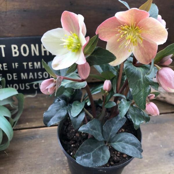 ご覧頂きありがとうございます。クリスマスローズ 『マエストロ』ほとんど流通のない希少なクリスマスローズです。ニゲルとリビタスの交配種。一株の中で両種の特性を表現する品種です。気温などの条件により花色が変化し一輪の花の中に小豆色やクリーム色が...