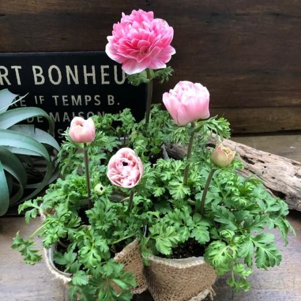 ご覧頂きありがとうございます。超希少な八重咲きのアネモネです。この色！この形！！まさにパーフェクトでございます。アンティークな色合いが魅力的な豪華な八重咲きの新品種です。清楚な雰囲気の一重咲きに比べるとゴージャスさがあり、一輪でも存在感があ...