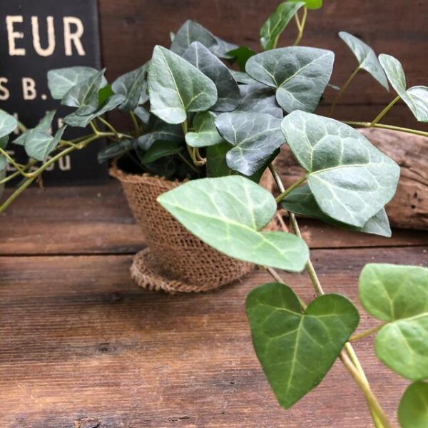 観葉植物 長い サーク ボリュームあり 観葉植物 ハート型の葉っぱ Buyee Buyee Japanese Proxy Service Buy From Japan Bot Online