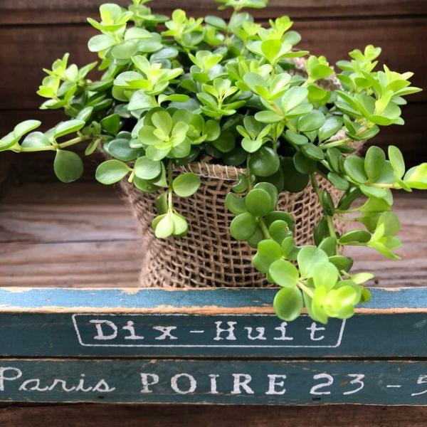 観葉植物 育てやすい デピーナ ペペロミア 観葉植物 ガーデンニング Buyee Servis Zakupok Tretim Licom Buyee Pokupajte Iz Yaponii