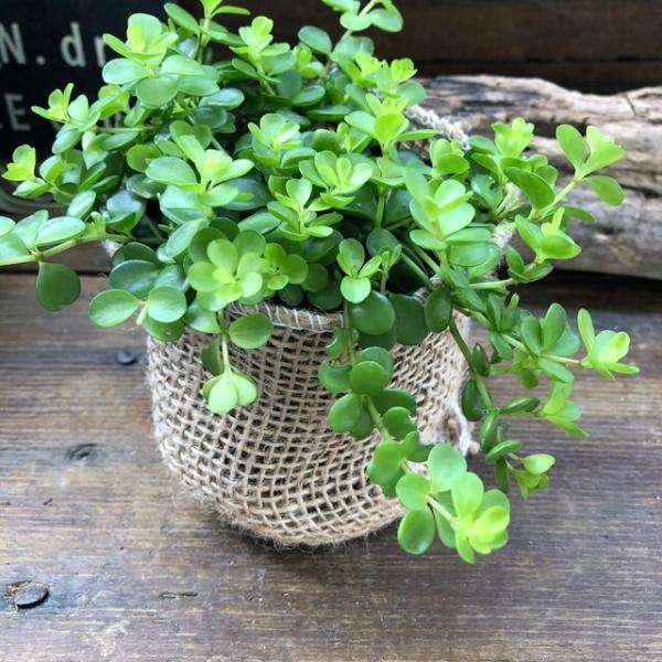 デピーナ ペペロミア 観葉植物 可愛い葉っぱ Buyee Servis Zakupok Tretim Licom Buyee Pokupajte Iz Yaponii