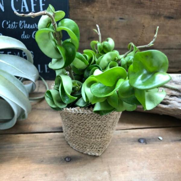 ホヤ・カルノーサ　コンパクタ通常2300円で販売しておりますがセール。この植物は、節間がつまり、葉がよじれるように見える奇妙な植物です。結構高級品でかなりお高く売られていますのでお買い得です。そして成長と共にぐんぐん長く伸びていきます。決し...
